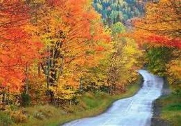 Trees in the Fall
